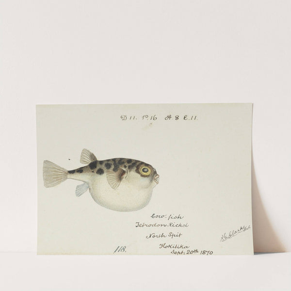 Tetraodon gillbanksii Clarke by Frank Edward Clarke