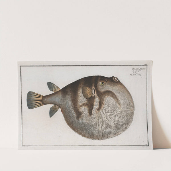 Tetrodon Hispidus, The Sea Weather-Cock. by Marcus Elieser Bloch