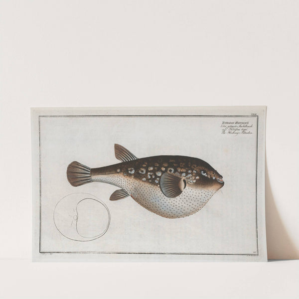 Tetrodon Honckenii, The Honkeny's Tetrodon. by Marcus Elieser Bloch