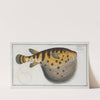 Tetrodon Lagocephalus, The Starry Globe-fish. (1785-1797) by Marcus Elieser Bloch