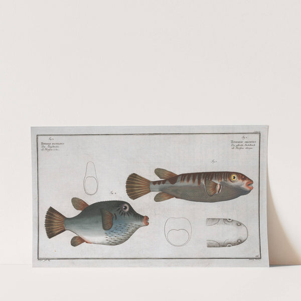 Tetrodon oblongus. (1785-1797) by Marcus Elieser Bloch