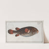 Tetrodon Testudineus, The Toadfish. (1785-1797) by Marcus Elieser Bloch
