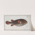 Tetrodon Testudineus, The Toadfish. (1785-1797) by Marcus Elieser Bloch