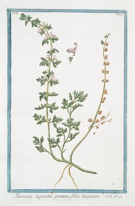 Teucrium Supinum, perenne, foliis laciniatis. (Germander)