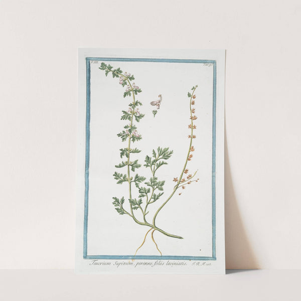 Teucrium Supinum, perenne, foliis laciniatis. (Germander) by Giorgio Bonelli