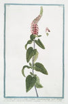 Teucrium tartaricum, foliis cordatis, crenatis, petiolatis, Spicis oblongis densissimis à doctissimo Wagnero acceptum – Teucrio rosse spicato. (Germander from Central Asia)