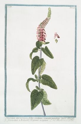 Teucrium tartaricum, foliis cordatis, crenatis, petiolatis, Spicis oblongis densissimis à doctissimo Wagnero acceptum – Teucrio rosse spicato. (Germander from Central Asia)