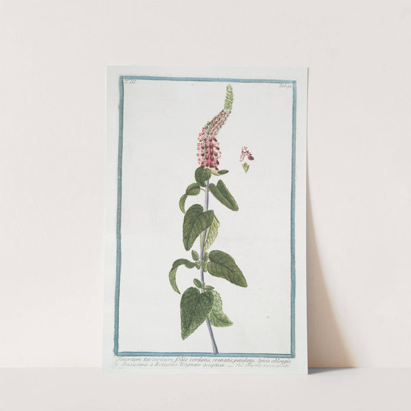 Teucrium tartaricum, foliis cordatis, crenatis, petiolatis, Spicis oblongis densissimis à doctissimo Wagnero acceptum - Teucrio rosse spicato. (Germander from Central Asia) by Giorgio Bonelli