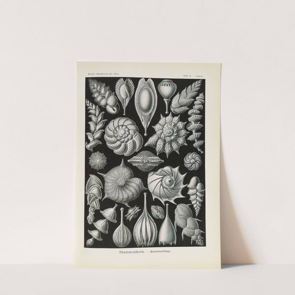 Thalamophora. - Kammerlinge by Ernst Haeckel