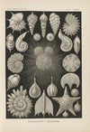 Thalamophora. – Kammerlinge.