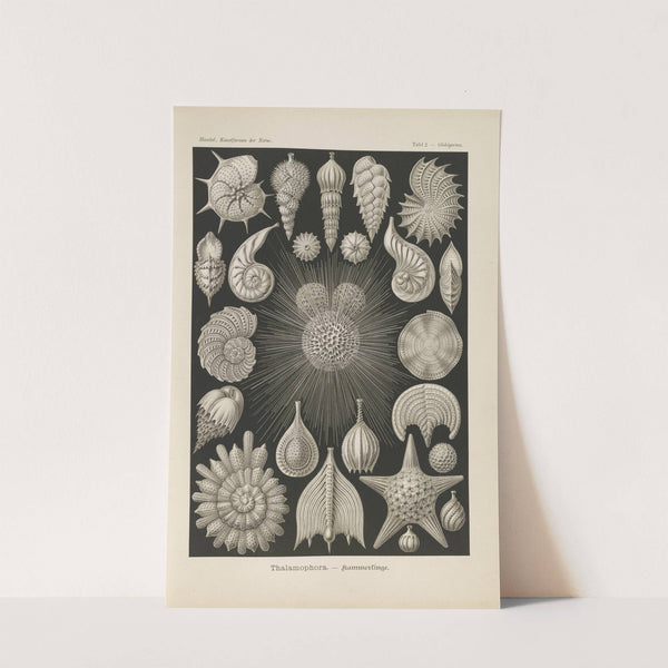 Thalamophora. - Kammerlinge. by Ernst Haeckel