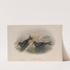 Thalassidroma Leachii. Forked-tailed Storm-Petrel. (1862-1873) by John Gould