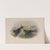 Thalassidroma Leachii. Forked-tailed Storm-Petrel. (1862-1873) by John Gould