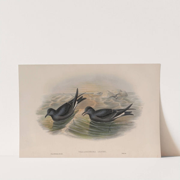 Thalassidroma Leachii. Forked-tailed Storm-Petrel. (1862-1873) by John Gould