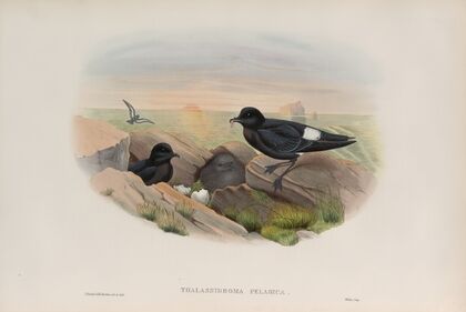 Thalassidroma pelagica. Storm-Petrel. (1862-1873)