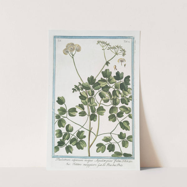 Thalictrum alpinum majus, Aquilcegiae foliis - Talittro maggiore - La rue des Prés. (Alpine Meadow-rue) by Giorgio Bonelli