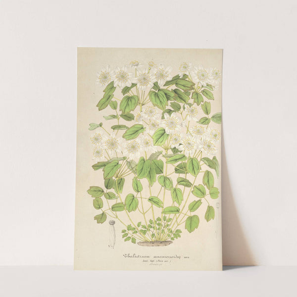 Thalictrum anemonoides by Charles Antoine Lemaire