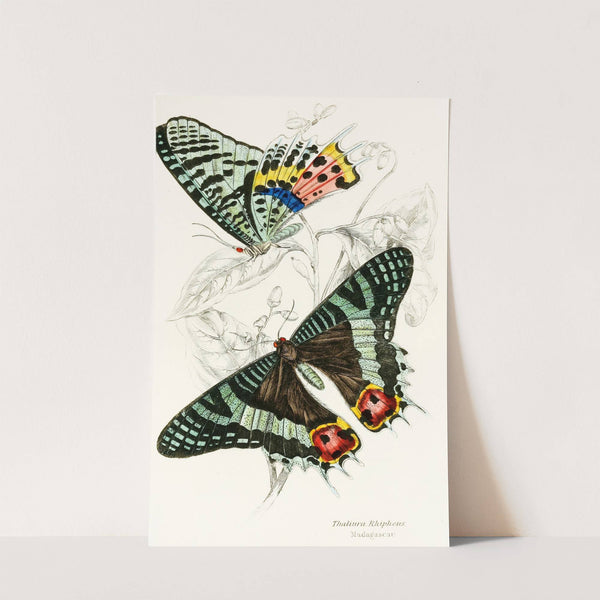 Thaliura Rhipheus by James Duncan