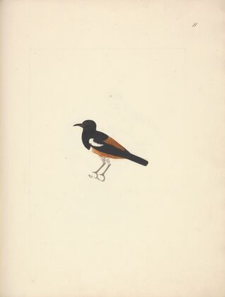 Thamnolaea semirufa (White-winged Cliff-chat)