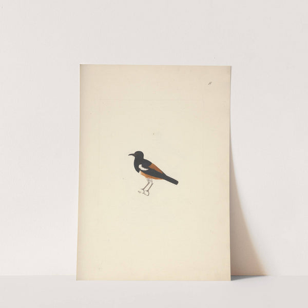 Thamnolaea semirufa (White-winged Cliff-chat) by Luigi Balugani