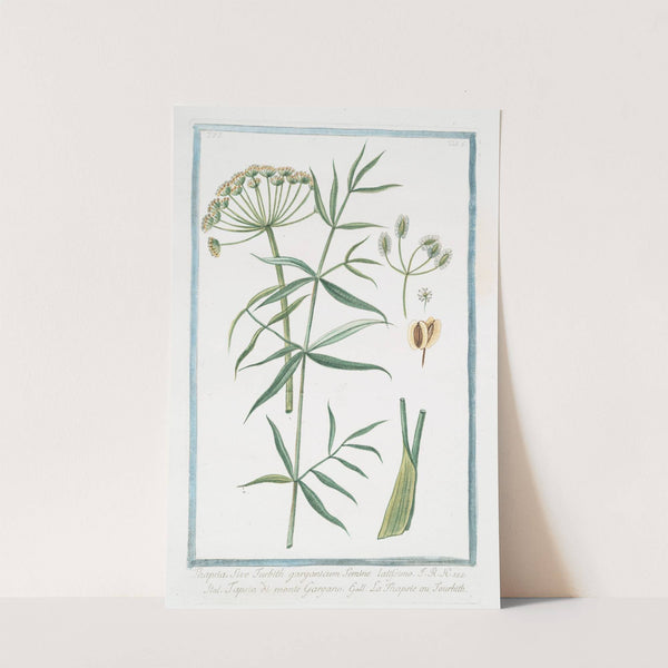 Thapsia, sive Turbith garganicum semine latissimo - Tapsia di Gargano - La Thapsie ou Tourbith. (Drias) by Giorgio Bonelli