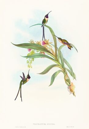 Tharmastura enicura (Slender Shear-Tail)