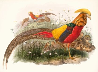 Thaumalea picta. (1872)