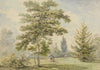 The Acacia Tree