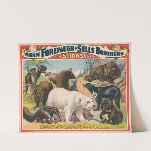 The Adam Forepaugh and Sells Brothers America’s greatest shows consolidated. A magnificent collection of the bears of the world…. (1898) by Strobridge & Co. Lith.