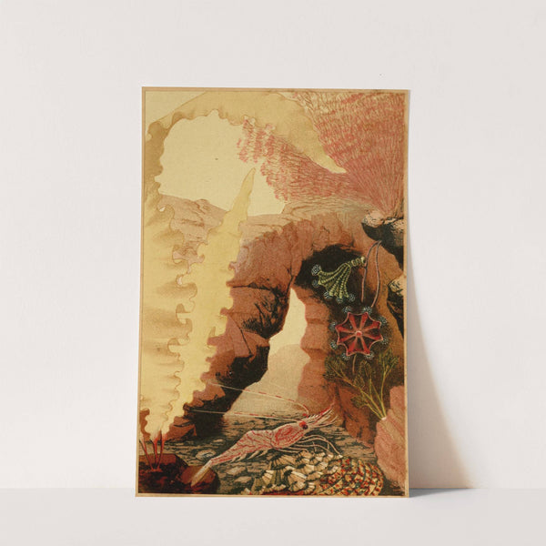 The Aesop Prawn by Philip Henry Gosse