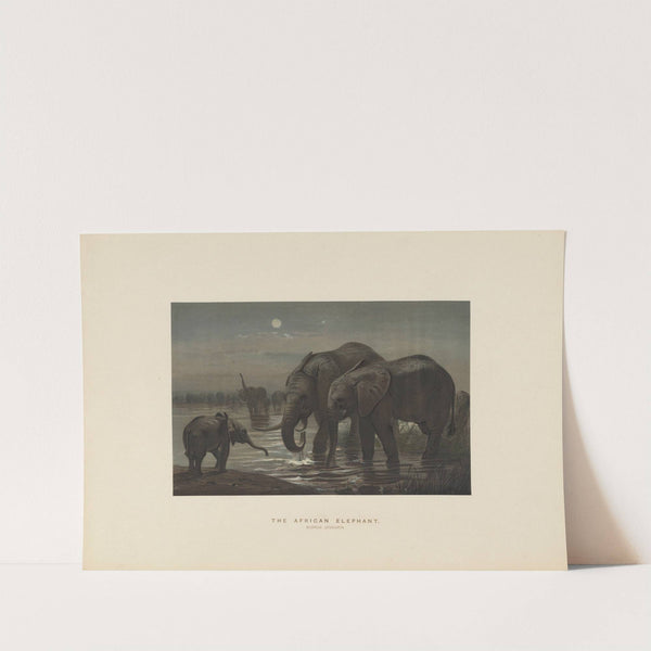 The African Elephant by Joseph Wolf