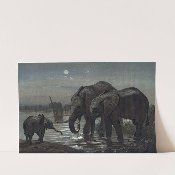 The African Elephant by Joseph Wolf