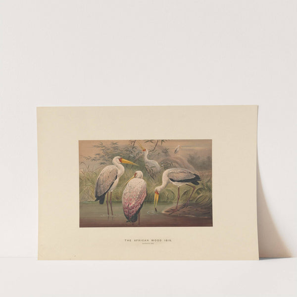 The African Wood-Ibis by Joseph Wolf