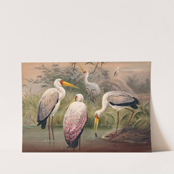 The African Wood Ibis by Joseph Wolf