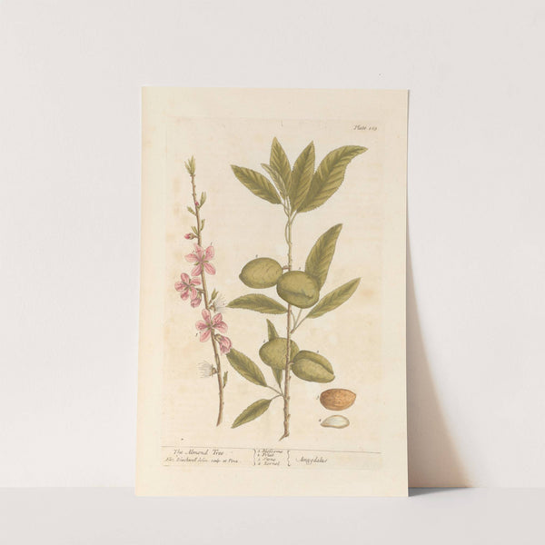 The almond tree by Elizabeth Blackwell