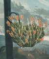 The aloe