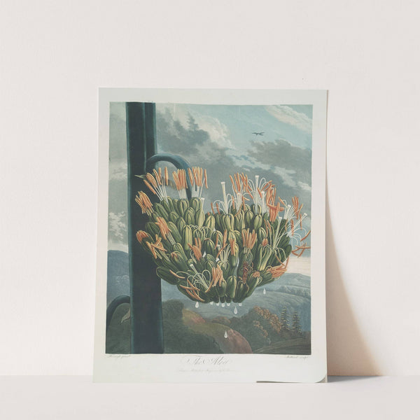 The Aloe. by Robert John Thornton