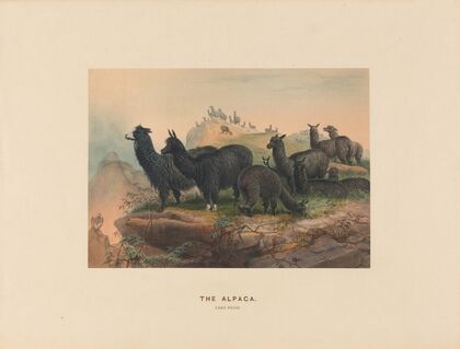 The Alpaca