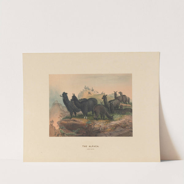 The Alpaca by Joseph Wolf