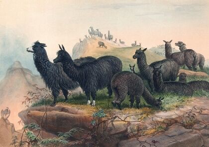 The Alpaca