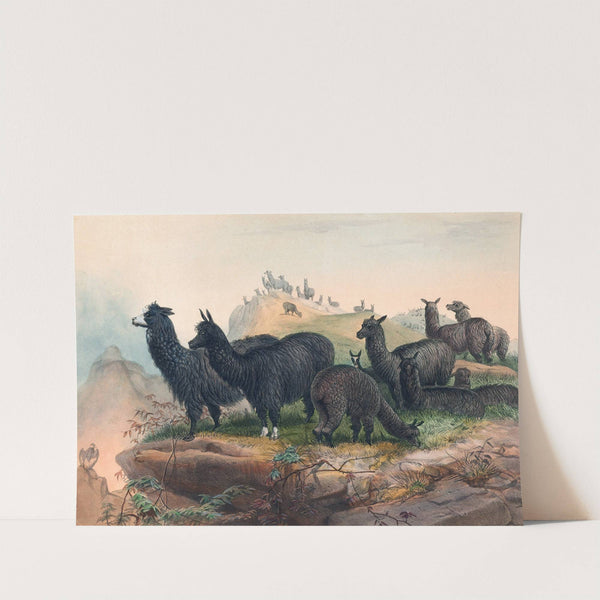 The Alpaca by Joseph Wolf