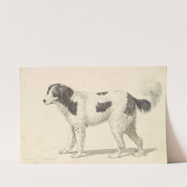 The Alpine, or Great St. Bernard Dog (1837) by Charles Hamilton Smith