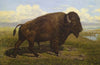 The American Bison at Jackson Hole, Yellowstone
