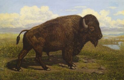 The American Bison at Jackson Hole, Yellowstone