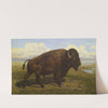 The American Bison at Jackson Hole, Yellowstone by American School