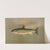 The American Brook Trout, Salvelinus fontinalis. by John L. Petrie