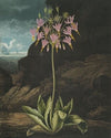 The American cowslip