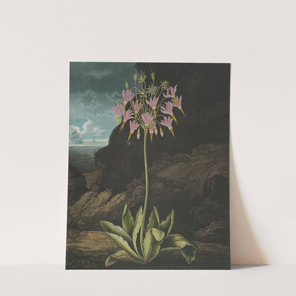 The American cowslip by Robert John Thornton