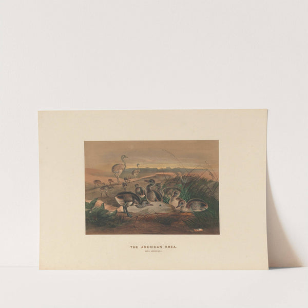 The American Rhea by Joseph Wolf