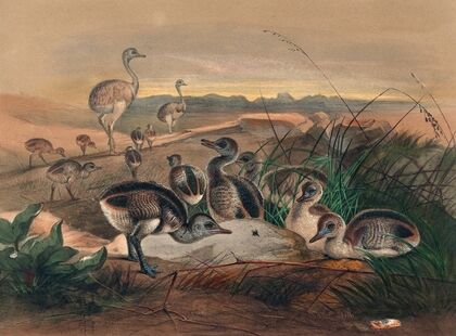 The American Rhea